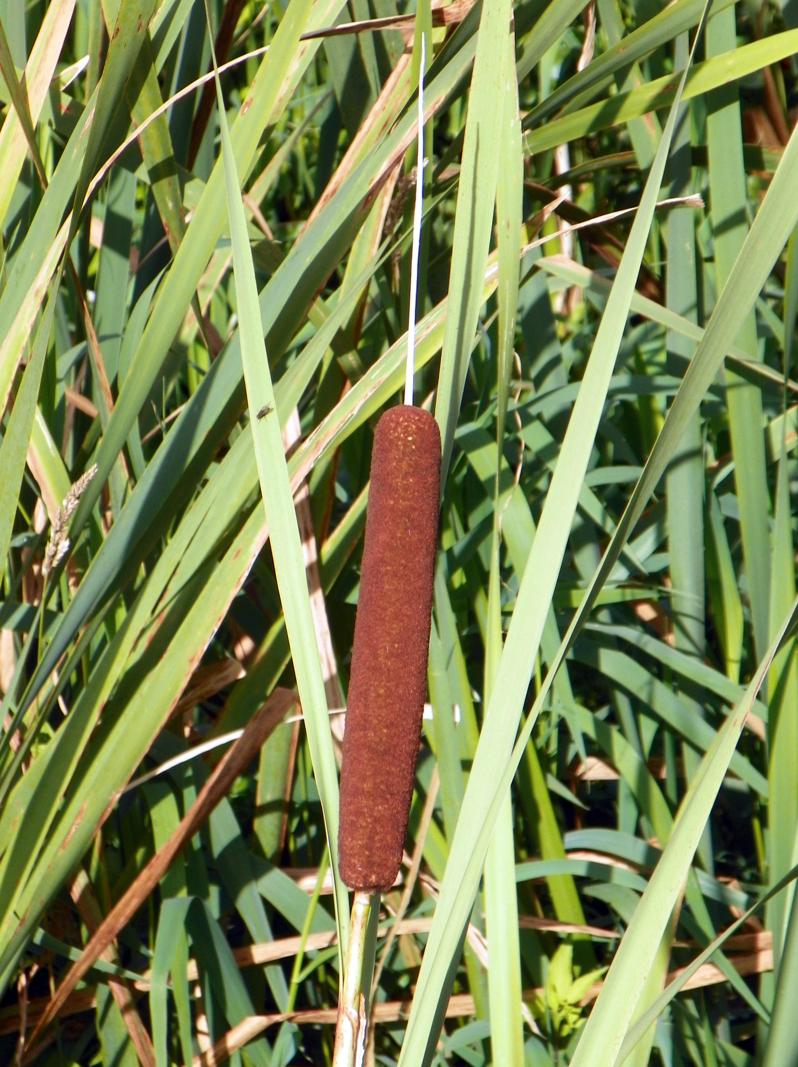 Broadleaf cattail