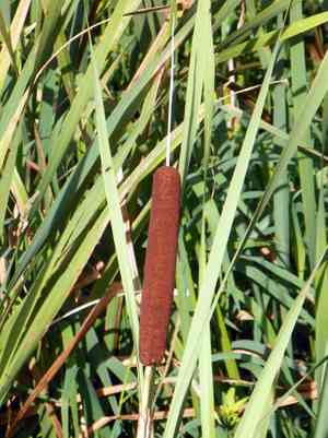 Broadleaf cattail(Typha latifolia)