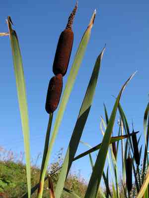 Broadleaf cattail(Typha latifolia)