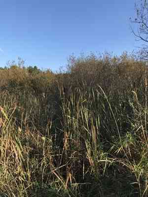 Broadleaf cattail(Typha latifolia)
