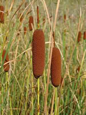Graceful cattail(Typha laxmannii)