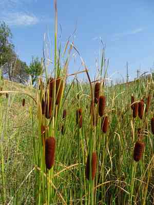 Graceful cattail(Typha laxmannii)