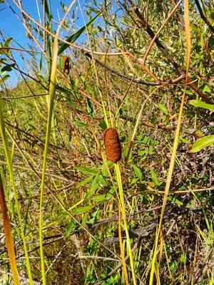 Graceful cattail(Typha laxmannii)