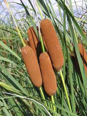 Graceful cattail(Typha laxmannii)