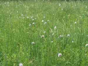 Dwarf bulrush(Typha minima)