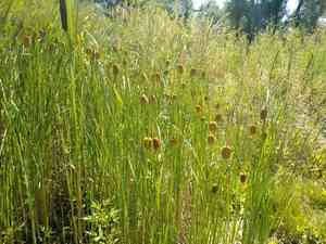 Dwarf bulrush(Typha minima)