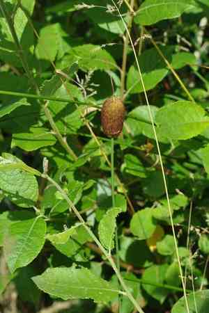 Dwarf bulrush(Typha minima)