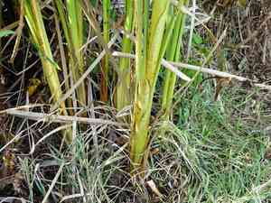 Eastern bulrush(Typha orientalis)