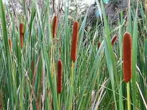 Eastern bulrush(Typha orientalis)