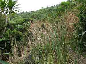 Eastern bulrush(Typha orientalis)