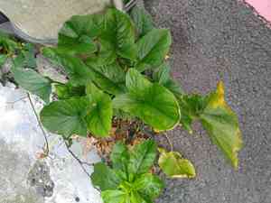 Divaricate typhonium(Typhonium blumei)
