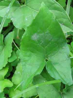 Divaricate typhonium(Typhonium blumei)