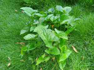 Divaricate typhonium(Typhonium blumei)