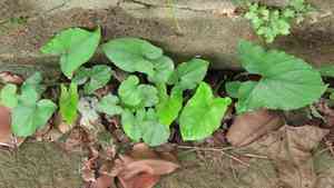 Divaricate typhonium(Typhonium blumei)