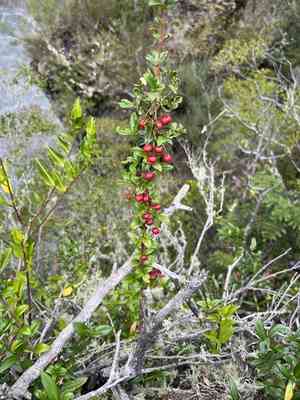 Chilean guava(Ugni molinae)