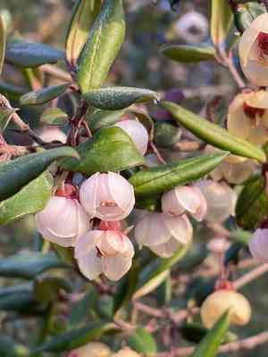 Chilean guava(Ugni molinae)
