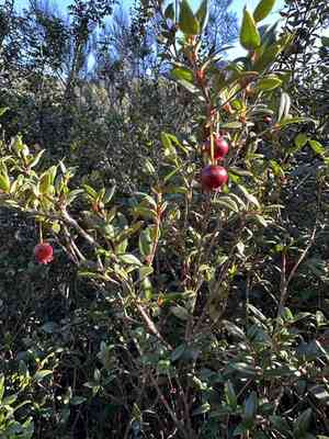 Chilean guava(Ugni molinae)