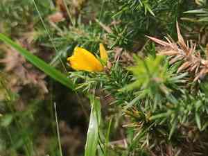 Welsh gorse(Ulex gallii)