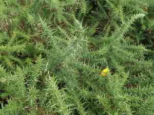 Welsh gorse(Ulex gallii)