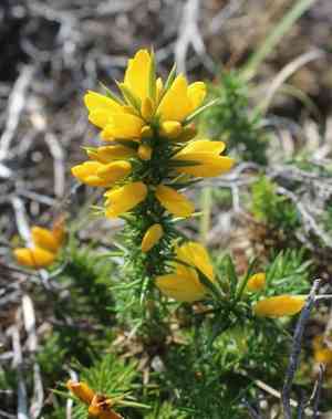 Welsh gorse(Ulex gallii)