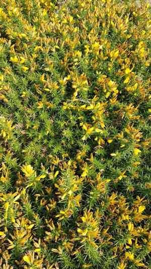 Welsh gorse(Ulex gallii)