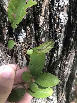 Cedar elm(Ulmus crassifolia)