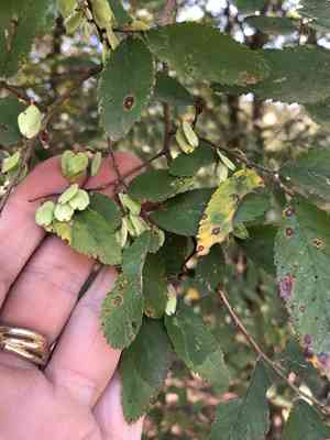 Cedar elm(Ulmus crassifolia)