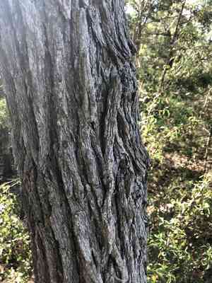 Cedar elm(Ulmus crassifolia)