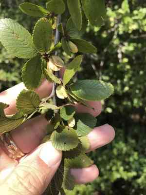 Cedar elm(Ulmus crassifolia)