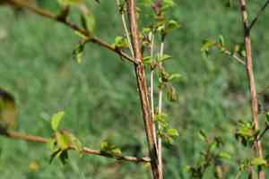Japanese elm(Ulmus davidiana)