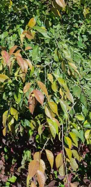 Japanese elm(Ulmus davidiana)