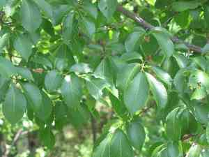 Japanese elm(Ulmus davidiana)