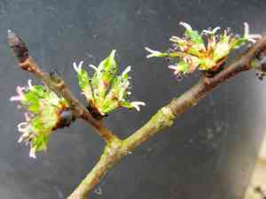Wych elm(Ulmus glabra)