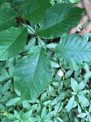 Wych elm(Ulmus glabra)