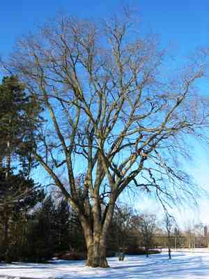 Wych elm(Ulmus glabra)