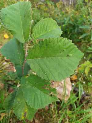 Wych elm(Ulmus glabra)
