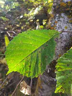 Wych elm(Ulmus glabra)
