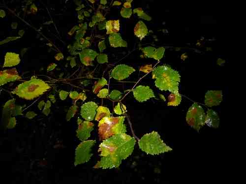 Field elm(Ulmus minor)