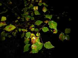 Field elm(Ulmus minor)