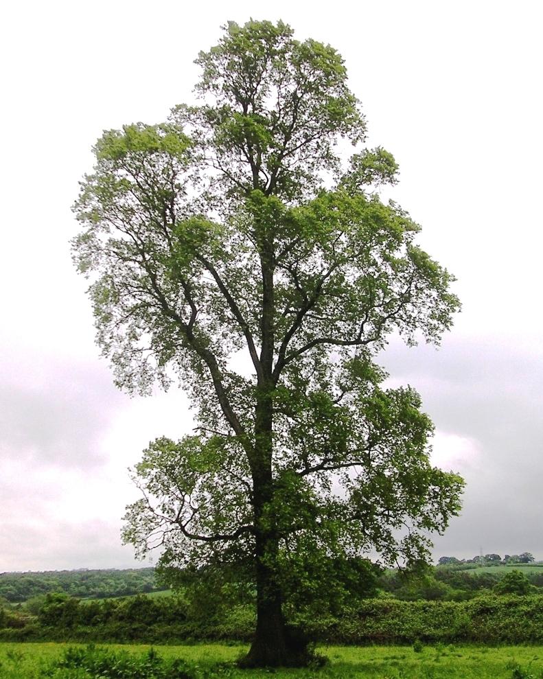 Field elm(Ulmus minor)
