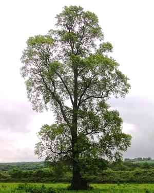 Field elm(Ulmus minor)