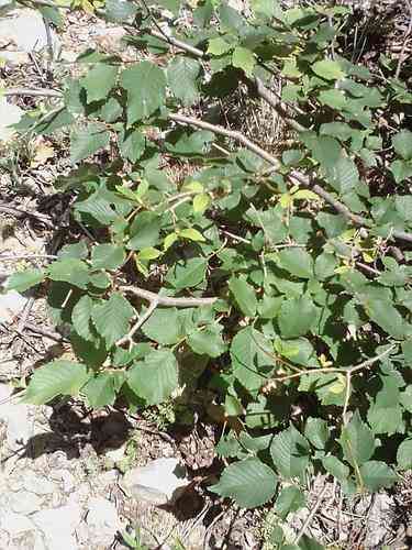 Field elm(Ulmus minor)