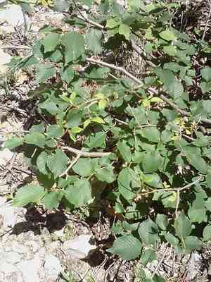 Field elm(Ulmus minor)