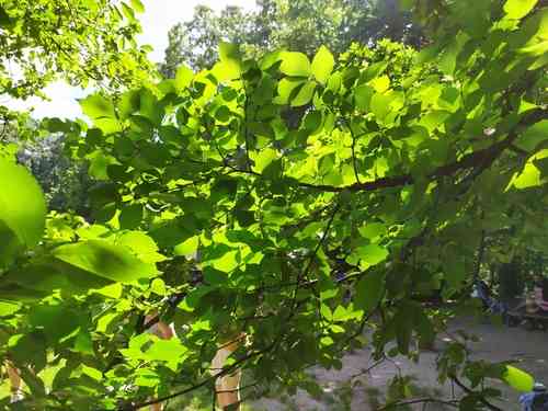 Field elm(Ulmus minor)