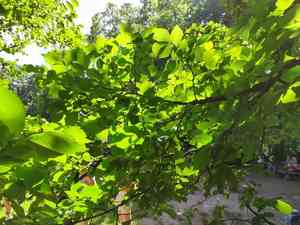 Field elm(Ulmus minor)