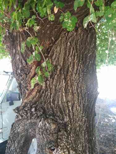 Field elm(Ulmus minor)