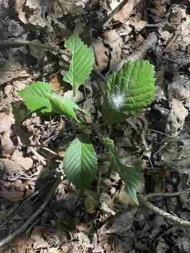 Slippery elm(Ulmus rubra)