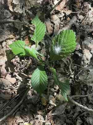 Slippery elm(Ulmus rubra)