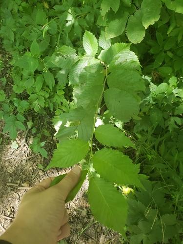 Slippery elm(Ulmus rubra)