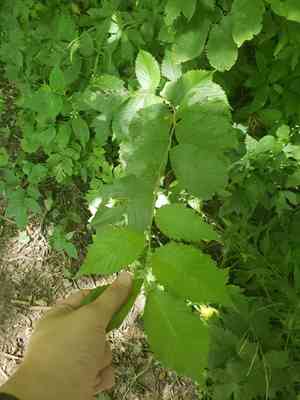 Slippery elm(Ulmus rubra)